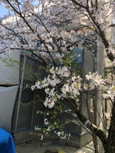 三重県松阪市の現場で桜満開！！
