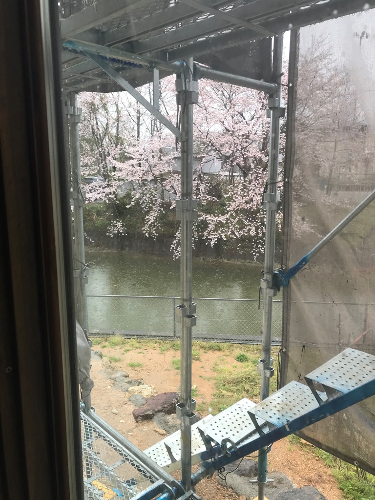 三重県度会町『桜の季節を楽しむ暮らし』