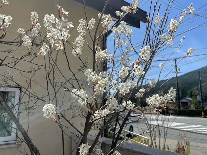 庭を彩る春の花たち♪